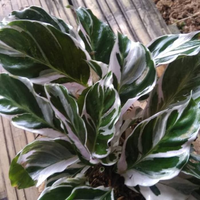 Gambar tanaman hias calathea tissue / kalatea tissu dari beautifull plant Kab. Bogor 2 Tokopedia