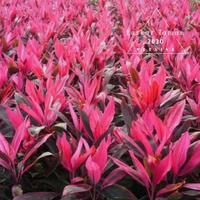 Gambar Tanaman Hias Hanjuang Merah/Bibit Tanaman Hias Andong Merah. dari berkahtamanlandscape Kab. Bogor 2 Tokopedia