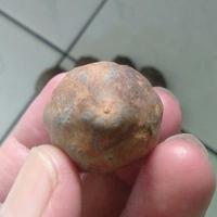 Gambar Muncang Adu Nyonyo Super Pelak Jogja Jatohan dari Muncang Top Kab. Bandung 3 Tokopedia