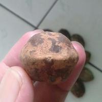 Gambar Muncang Adu Nyonyo Super Pelak Jogja Jatohan dari Muncang Top Kab. Bandung 4 Tokopedia