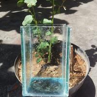 Gambar aquarium cupang kaca (soliter cupang) dari yahyaaquatic24 Kab. Bekasi 2 Tokopedia