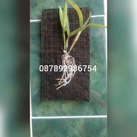 Gambar pot bunga tempel dinding dari fadlan ol'shop Kab. Kebumen 1 Tokopedia