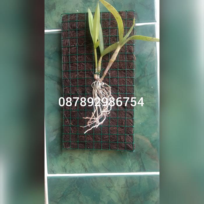Gambar pot bunga tempel dinding dari fadlan ol'shop Kab. Kebumen Tokopedia