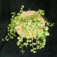 Gambar Tanaman Hias Gantung Meat Leaf-Tanaman meatleaf dari Bungabagus_id Kab. Bandung Barat 2 Tokopedia