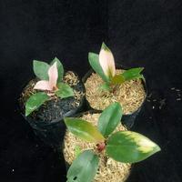 Gambar Tanaman hias philodenron pink congo dari Bungabagus_id Kab. Bandung Barat 2 Tokopedia