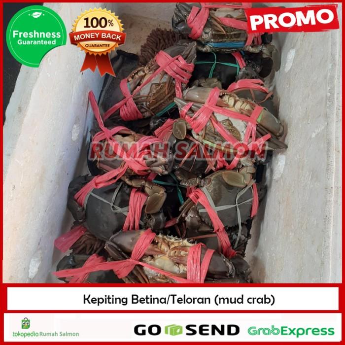 Gambar KEPITING BAKAU HIDUP 1 EKOR/Kepiting betina teloran 300-500 gr dari Rumah Salmon Jakarta Kota Administrasi Jakarta Utara Tokopedia