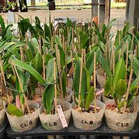 Gambar Anggrek Cattleya Chialin Black Flower dari Puspa Nirmala Orchids Kab. Banyumas 2 Tokopedia