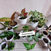 Gambar Rak pot bunga pelangi lingkar muat 10 pot dari Ilhamtamanindah1 Kab. Bogor 3 Tokopedia