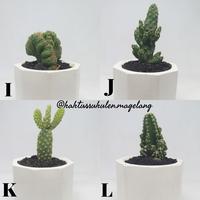 Gambar Baby Kaktus Ownroot dari Kaktus Sukulen Magelang Kab. Magelang 4 Tokopedia
