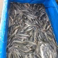 Gambar Ikan Lele Sangkuriang Hidup Ukuran Pecel Lele - 1 Kg dari Sayur_Fresh_Depok Kota Depok 4 Tokopedia