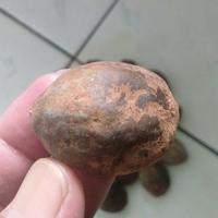 Gambar Muncang Adu Nyonyo Super Pelak Jogja Jatohan dari Muncang Top Kab. Bandung 5 Tokopedia