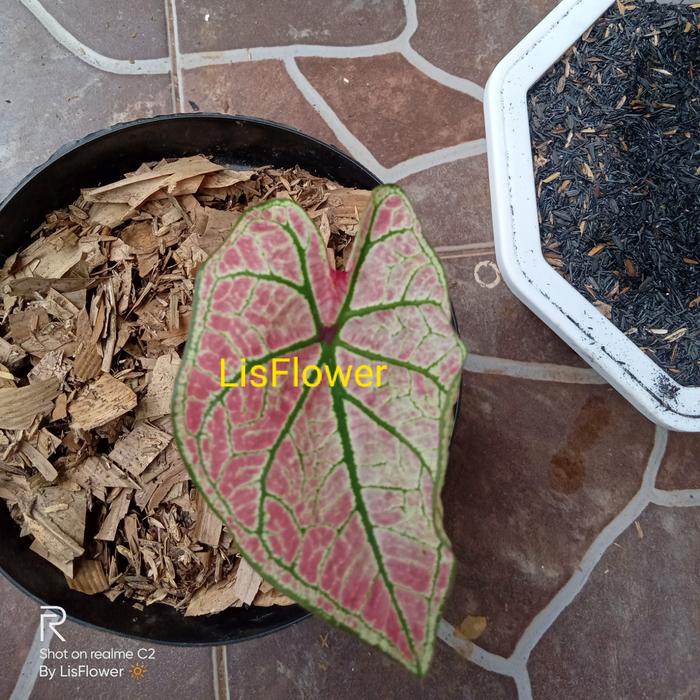 Gambar tanaman hias Pohon keladi caladium spring flings anakan dari taman hias lisflower Kab. Bogor Tokopedia