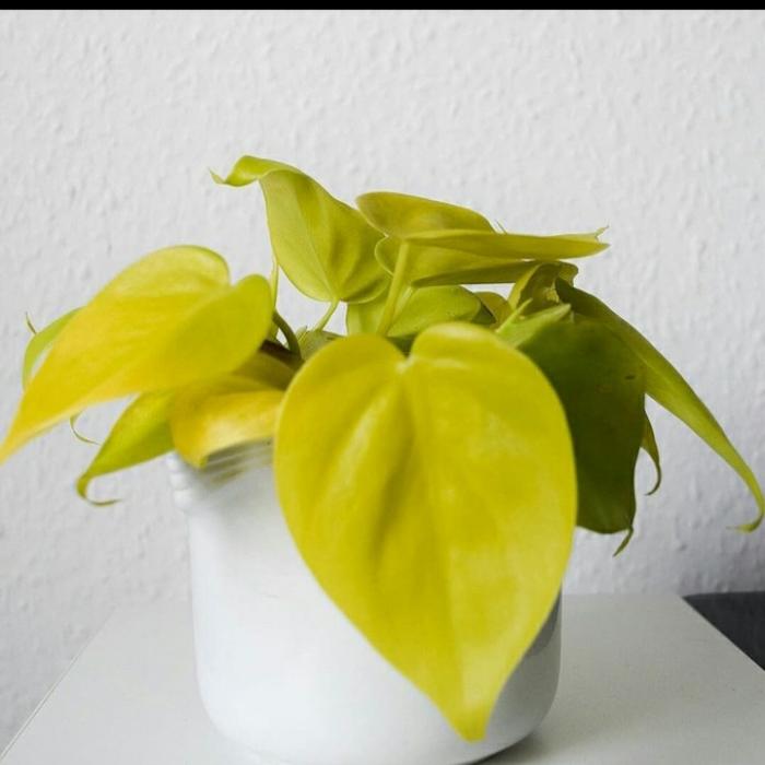 Gambar tanaman hias sirih gading lemon dari beautifull plant Kab. Bogor Tokopedia