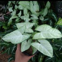 Gambar Tanaman syngonium putih dari beautifull plant Kab. Bogor 1 Tokopedia