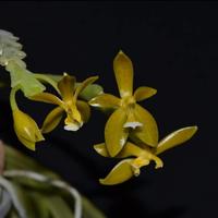 Gambar Anggrek Phalaenopsis Cornu Cervi Flava dari Phalaenopsis Planet Kab. Bandung 1 Tokopedia