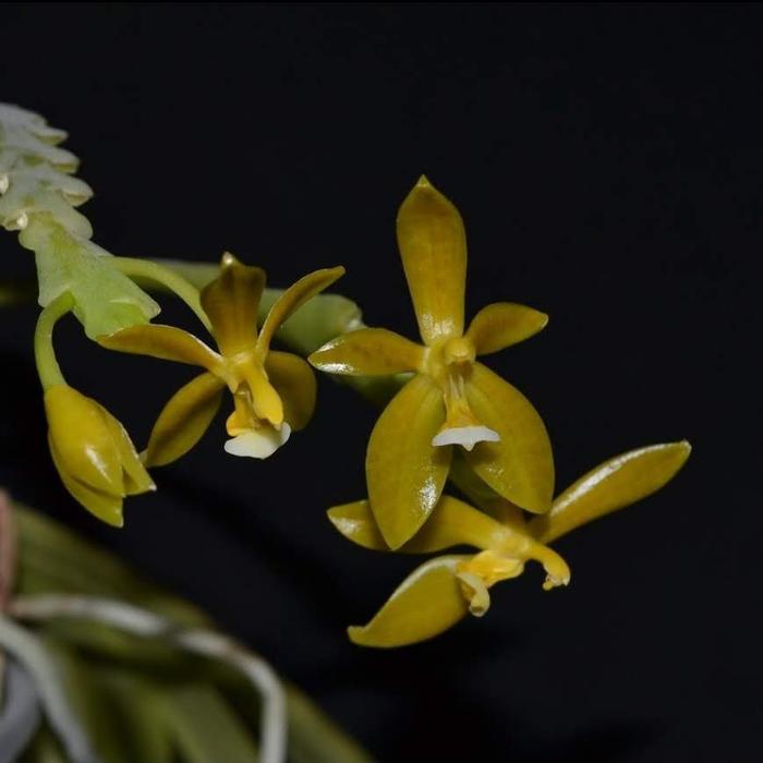 Gambar Anggrek Phalaenopsis Cornu Cervi Flava dari Phalaenopsis Planet Kab. Bandung Tokopedia
