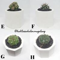 Gambar Baby Kaktus Ownroot dari Kaktus Sukulen Magelang Kab. Magelang 3 Tokopedia