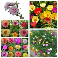 Gambar Paket 4 warna bunga krokot portulaca bunga pukul sembilan tanaman hias dari budinursery Kab. Purbalingga 1 Tokopedia