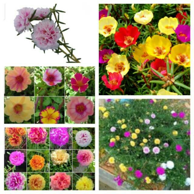 Gambar Paket 4 warna bunga krokot portulaca bunga pukul sembilan tanaman hias dari budinursery Kab. Purbalingga Tokopedia