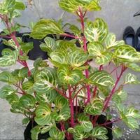 Gambar tanaman hias krokot Batang Merah dari TasyaSentraTanaman Kab. Bogor 1 Tokopedia