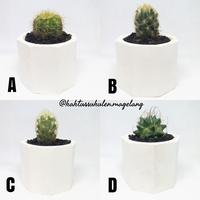 Gambar Baby Kaktus Ownroot dari Kaktus Sukulen Magelang Kab. Magelang 2 Tokopedia