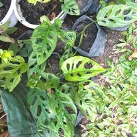 Gambar janda bolong acuminata import dari novla garden Kota Batam 2 Tokopedia