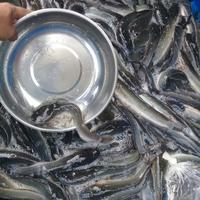 Gambar Ikan Lele Sangkuriang Hidup Ukuran Pecel Lele - 1 Kg dari Sayur_Fresh_Depok Kota Depok 3 Tokopedia