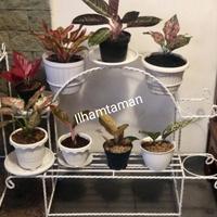 Gambar Rak pot bunga pelangi lingkar muat 10 pot dari Ilhamtamanindah1 Kab. Bogor 1 Tokopedia