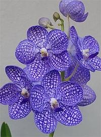 Gambar Anggrek Vanda Chulee Classic Dewasa dari eva garden Kota Administrasi Jakarta Selatan 1 Tokopedia
