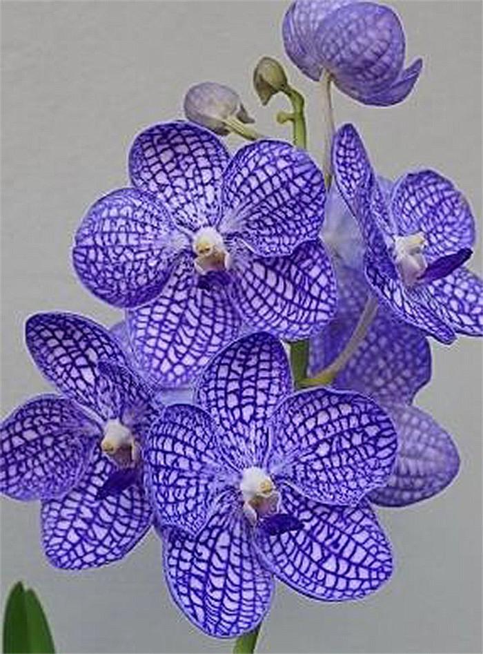Gambar Anggrek Vanda Chulee Classic Dewasa dari eva garden Kota Administrasi Jakarta Selatan Tokopedia