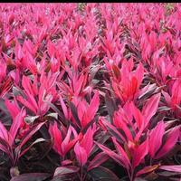 Gambar tanaman hanjuang merah andong dari beautifull plant Kab. Bogor 1 Tokopedia