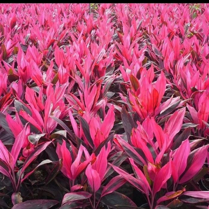 Gambar tanaman hanjuang merah andong dari beautifull plant Kab. Bogor Tokopedia
