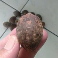 Gambar Muncang Adu Nyonyo Super Pelak Jogja Jatohan dari Muncang Top Kab. Bandung 2 Tokopedia