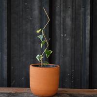 Gambar STORM STICK PLANT dari almostgreen Kab. Kuningan 3 Tokopedia