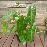 Gambar tanaman philodendron burlemarx hijau dari beautifull plant Kab. Bogor 1 Tokopedia