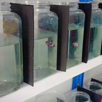 Gambar Sekat Soliter HITAM Cupang awet tidak bikin Toples baret & Anti Air dari Yekita Betta Gallery Kab. Bandung 2 Tokopedia