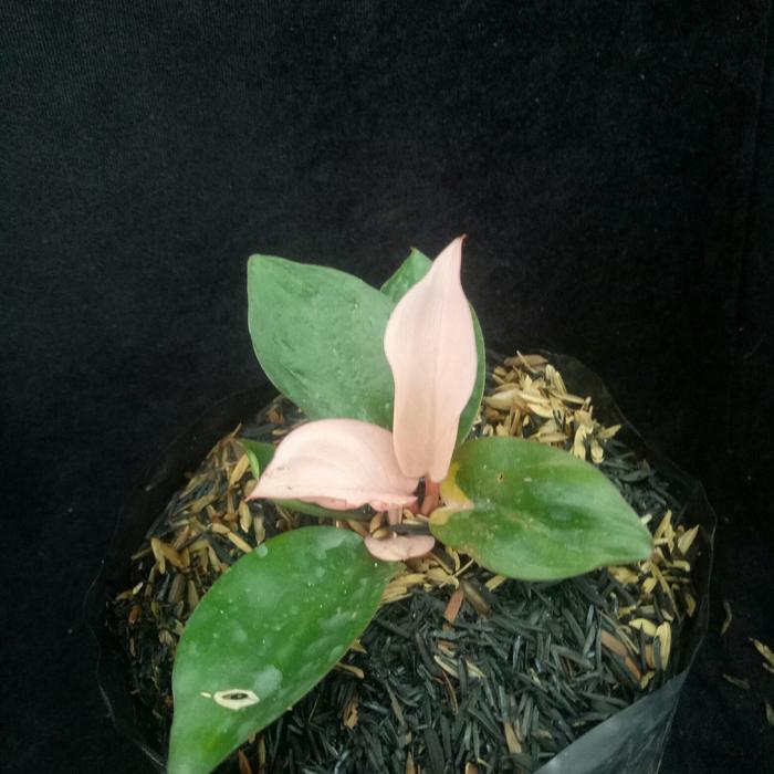 Gambar Tanaman hias philodenron pink congo dari Bungabagus_id Kab. Bandung Barat Tokopedia