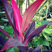 Gambar tanaman hanjuang merah andong dari beautifull plant Kab. Bogor 2 Tokopedia