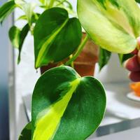 Gambar Tanaman hias gantung srigading brazil / sirih gading dari beautifull plant Kab. Bogor 1 Tokopedia