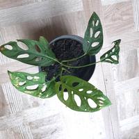 Gambar janda bolong acuminata import dari novla garden Kota Batam 1 Tokopedia