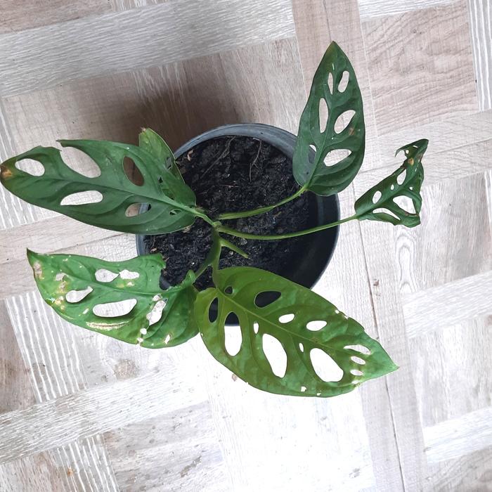 Gambar janda bolong acuminata import dari novla garden Kota Batam Tokopedia