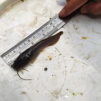Gambar Benih lele sangkuriang ukuran 3-4cm dari Haris Benih ikan Bekasi timur Kab. Bekasi 1 Tokopedia