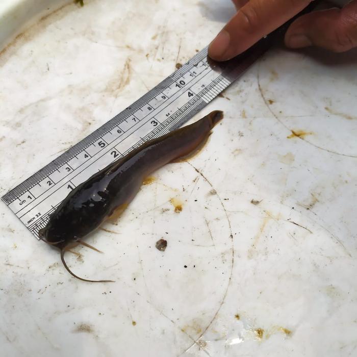 Gambar Benih lele sangkuriang ukuran 3-4cm dari Haris Benih ikan Bekasi timur Kab. Bekasi Tokopedia