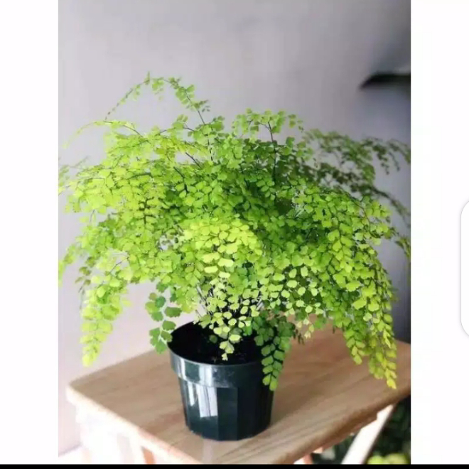 Gambar tanaman hias pakis mini pohon pakis suplir dari henny taman Kab. Bogor Tokopedia