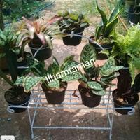 Gambar Rak pot bunga pelangi lingkar muat 10 pot dari Ilhamtamanindah1 Kab. Bogor 4 Tokopedia