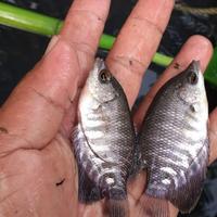 Gambar Benih ikan gurami kwalitas unggulan  size  7-9 cm dari Haris Benih ikan Bekasi timur Kab. Bekasi 1 Tokopedia