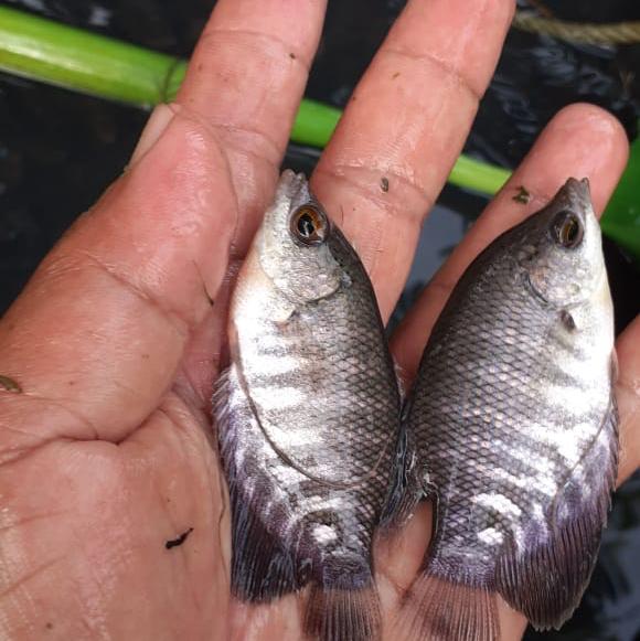 Gambar Benih ikan gurami kwalitas unggulan  size  7-9 cm dari Haris Benih ikan Bekasi timur Kab. Bekasi Tokopedia