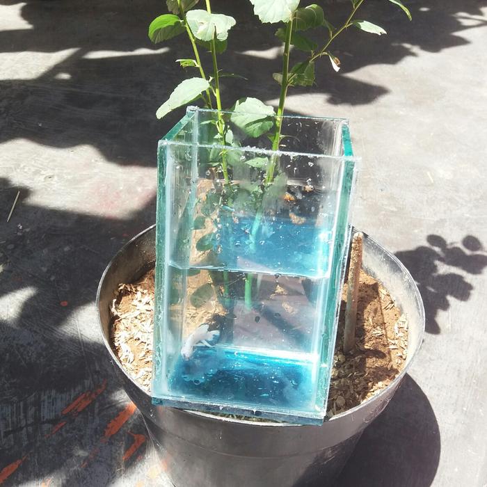 Gambar aquarium cupang kaca (soliter cupang) dari yahyaaquatic24 Kab. Bekasi Tokopedia