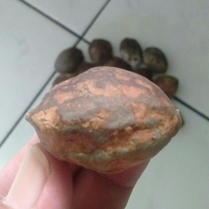 Gambar Muncang Adu Nyonyo Super Pelak Jogja Jatohan dari Muncang Top Kab. Bandung Tokopedia