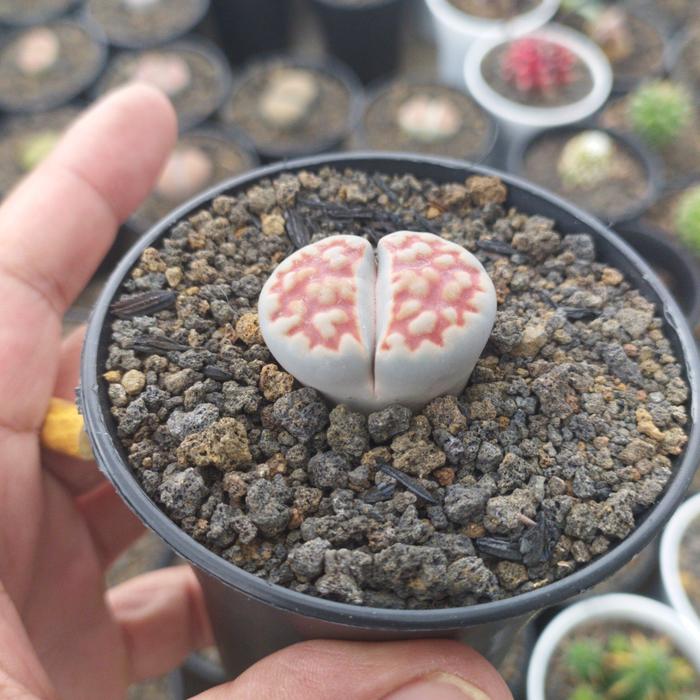 Gambar tanaman hias kaktus secullen lithop dari Dadan kaktus sekullen Kab. Bandung Barat Tokopedia